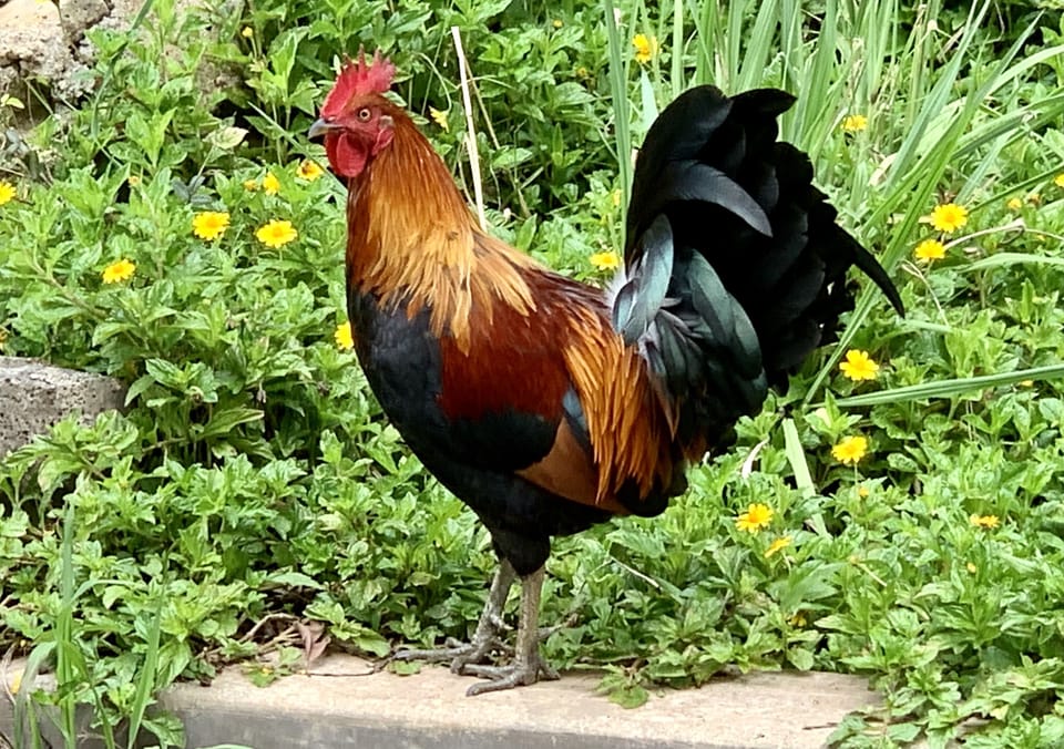Kauai Alarm Cock