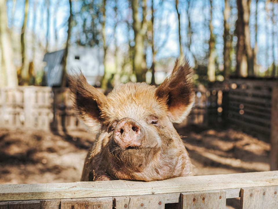 Exterior | Honeysuckle Hut - Rosslyn Glamping, Melton Constable