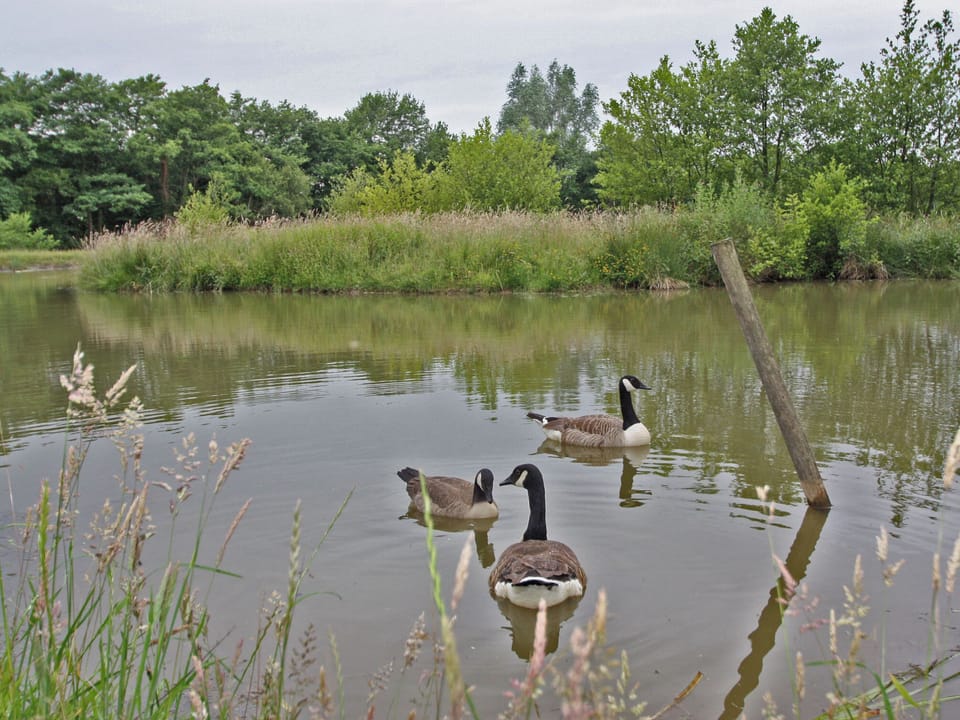 Springfield Court - Lakeside, Peterston-Super-Ely, Cardiff