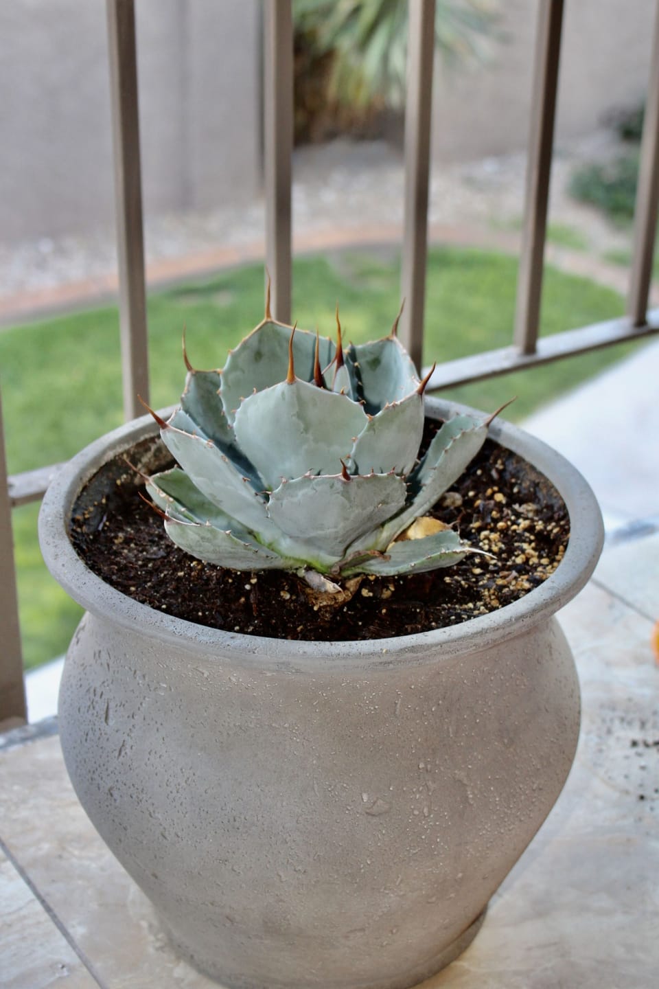 Wild Agave! 