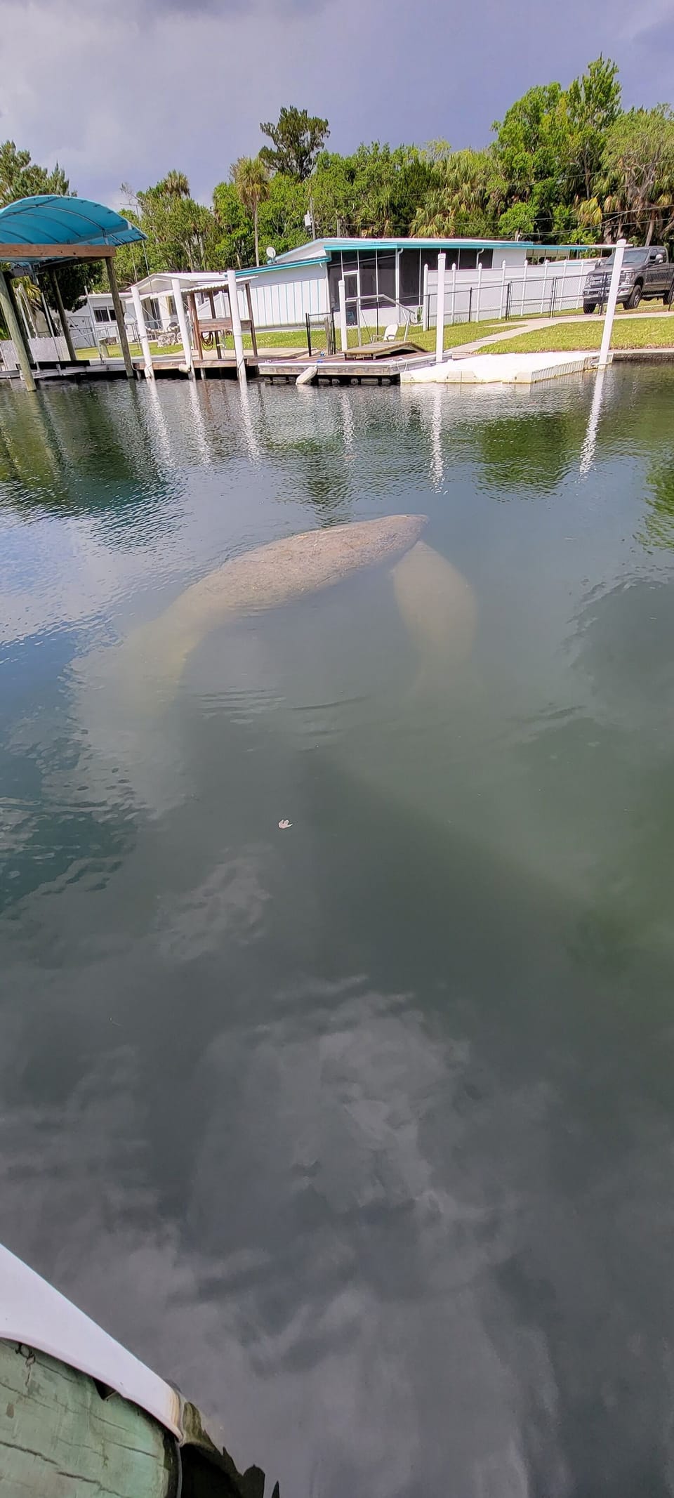 Manatees visiting us 