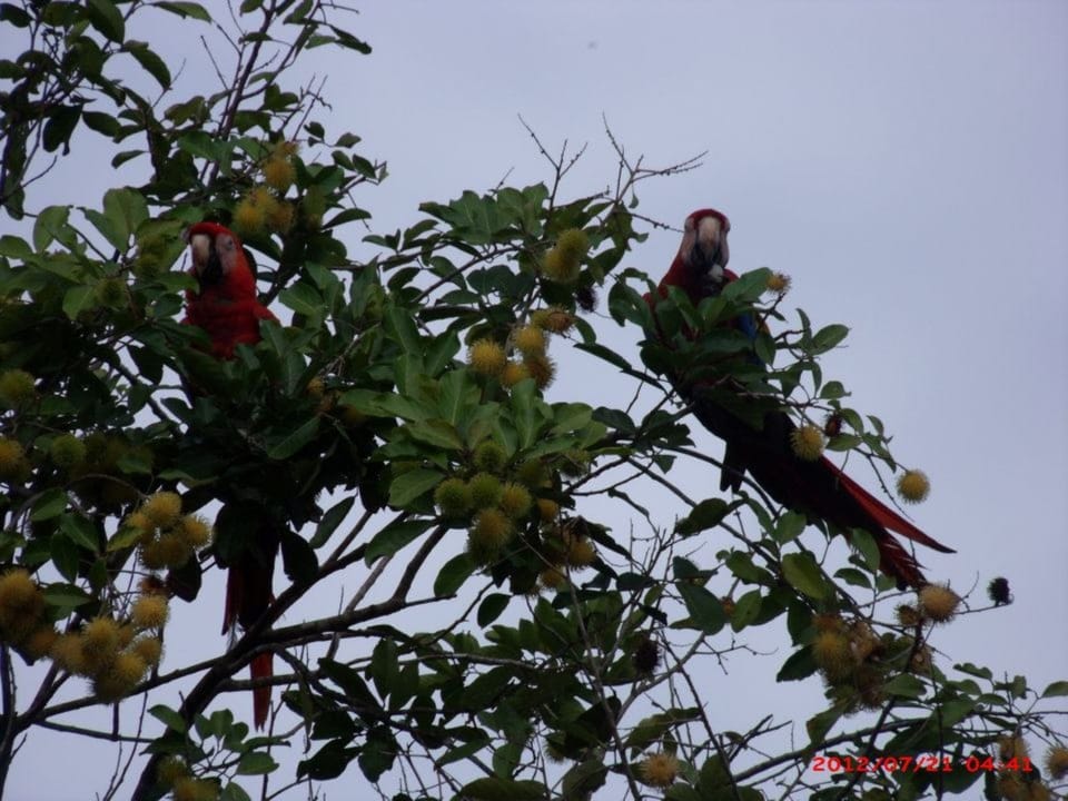 Scarlet Macaws feeding on Mamones