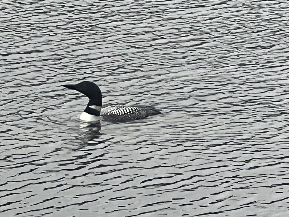 You might even get a chance to see some of the local wildlife 