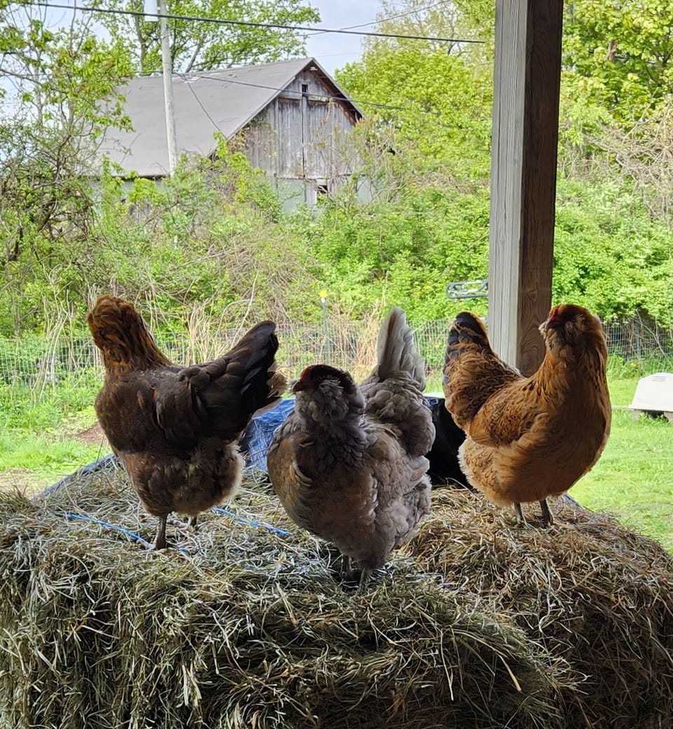 The girls! The egg layers :)