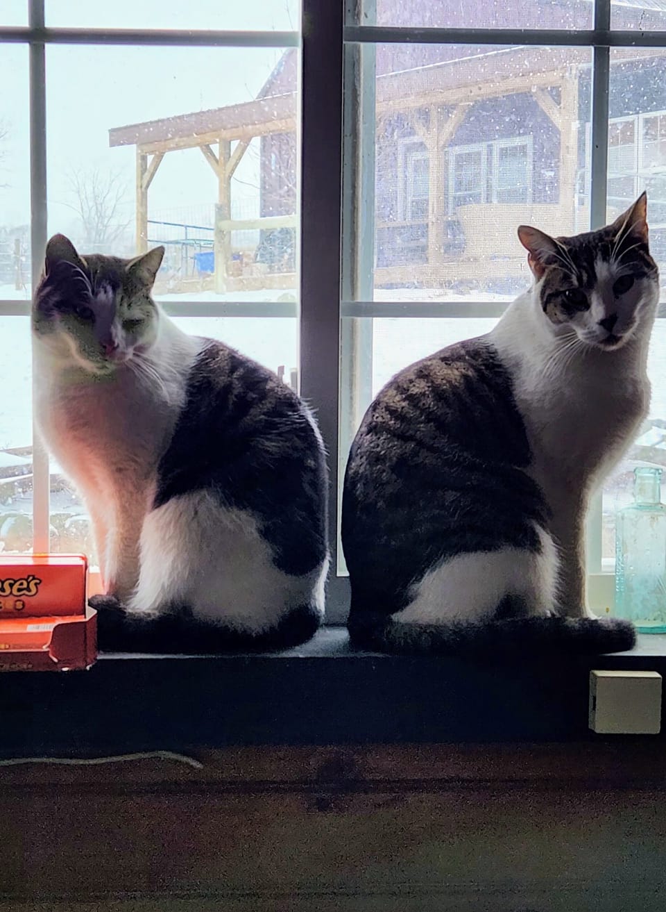 Henry and Ernie #1 mouse catchers!