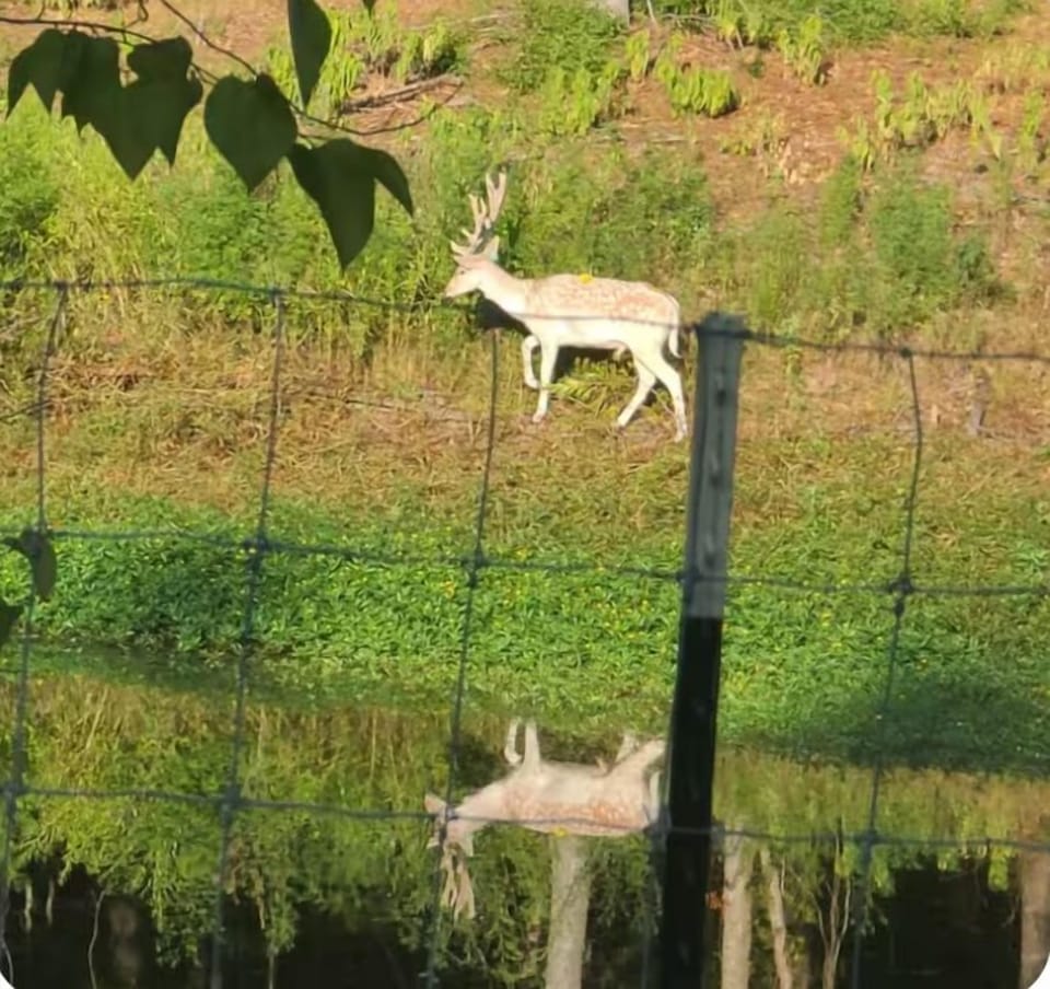Front yard wildlife