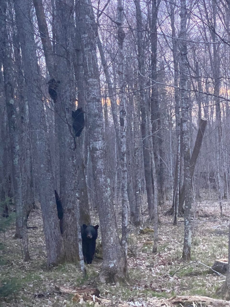 Bears are on the property