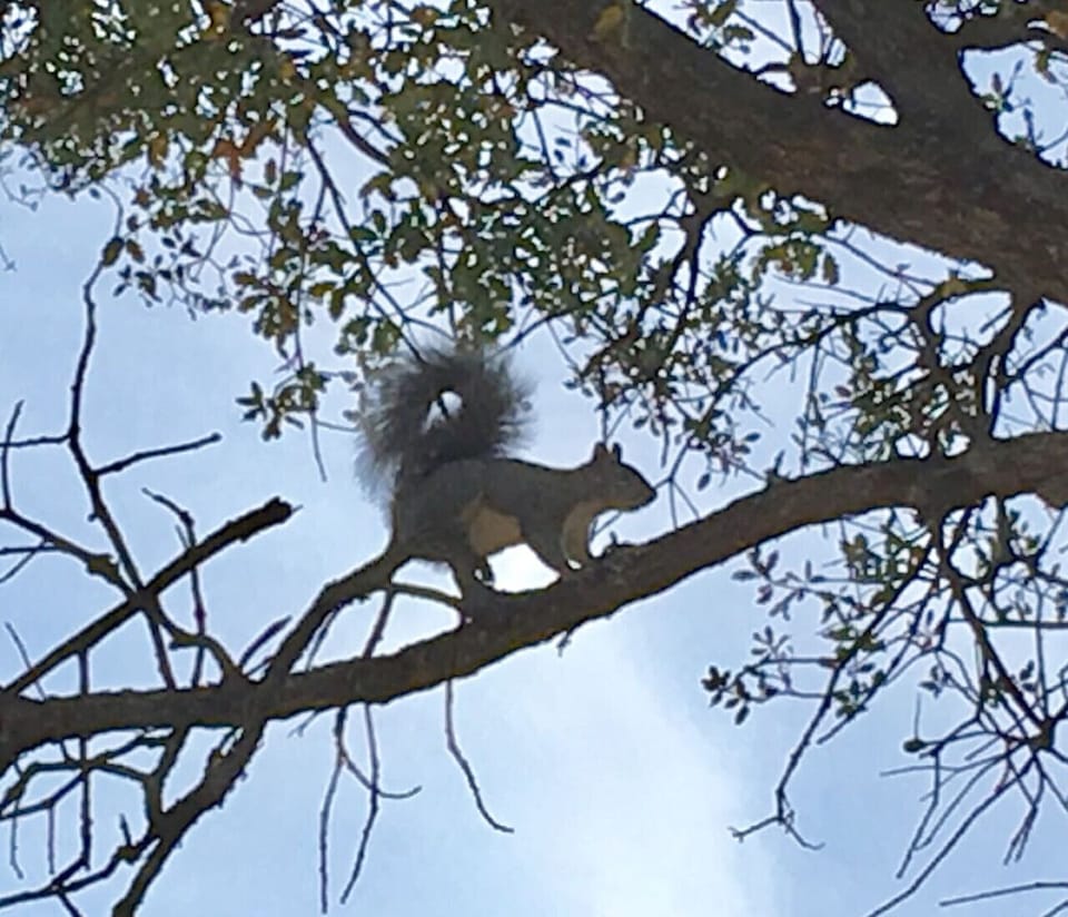 “Bob”, one of our resident grey squirrels.