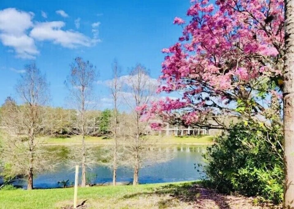 The grounds