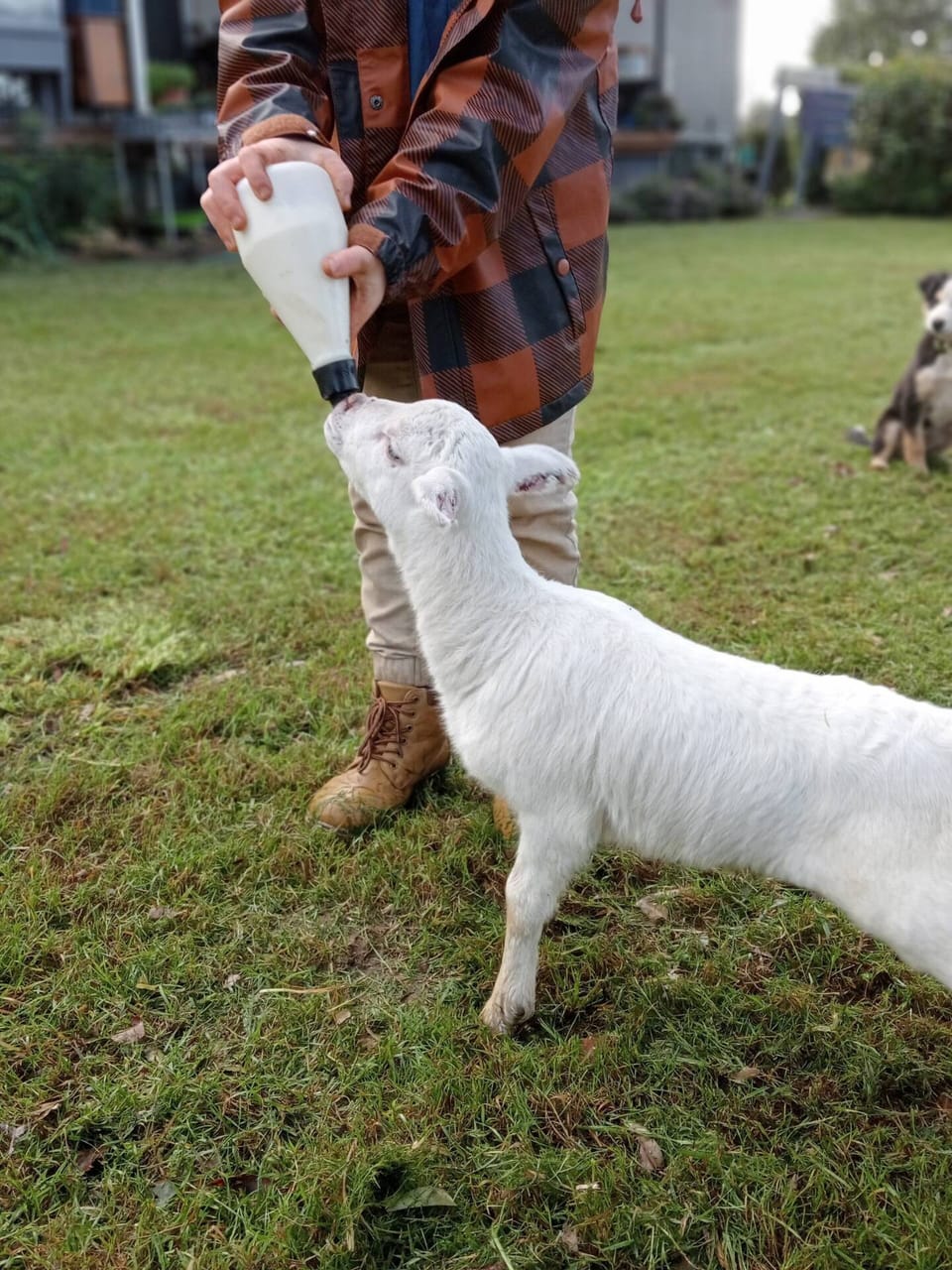 Help feed the baby animals 