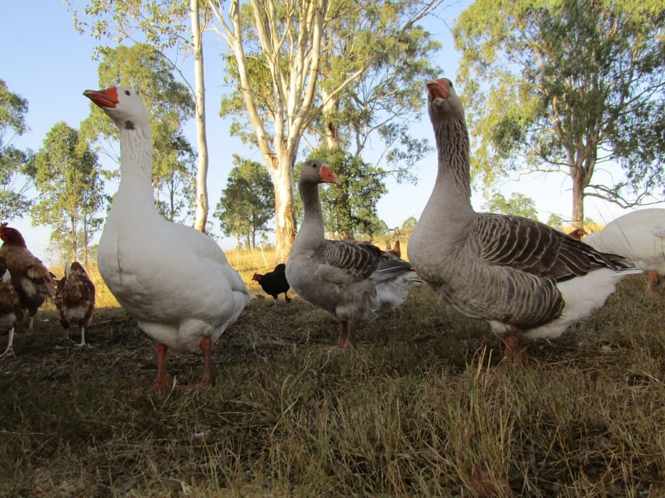 Learn about what important role our geese play on the farm. 