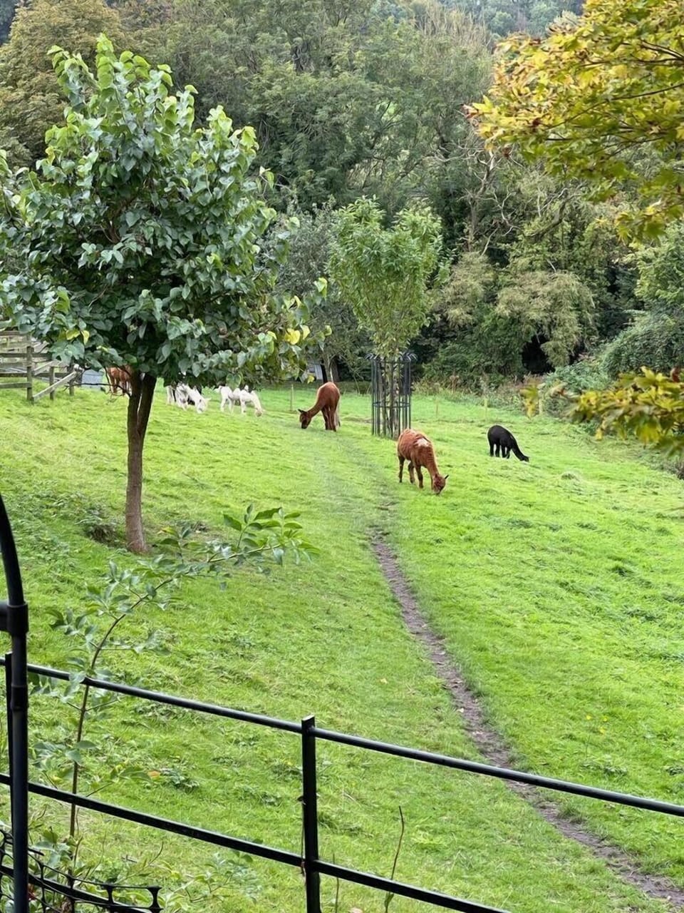Alpaca neighbours 
