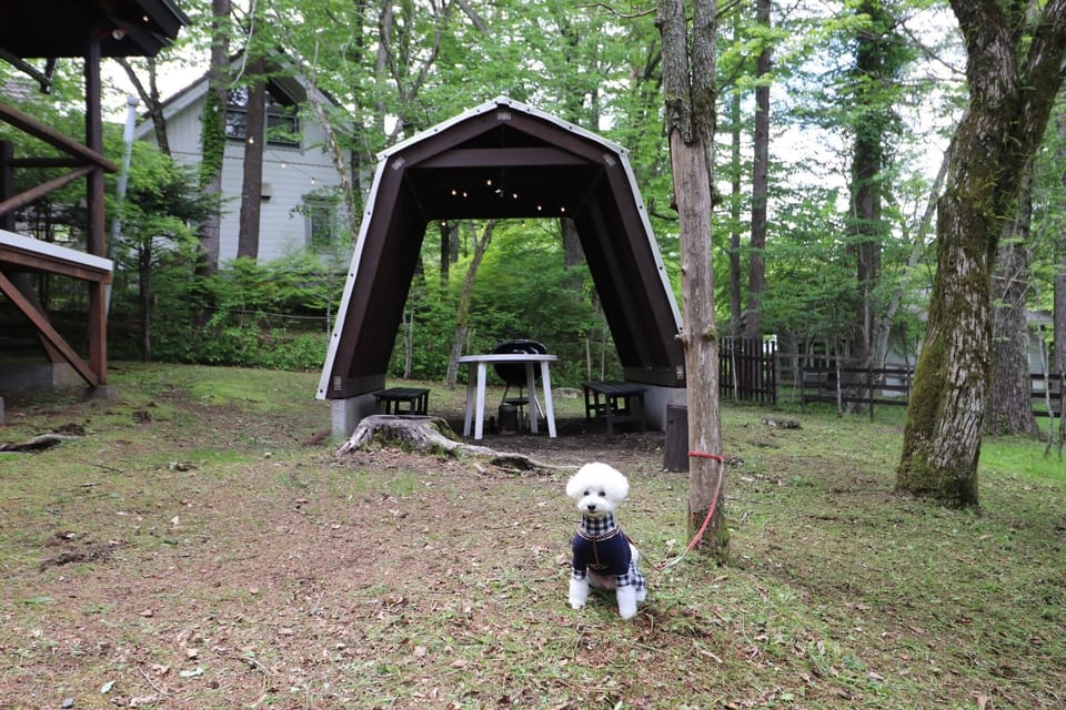 BBQ with your dog