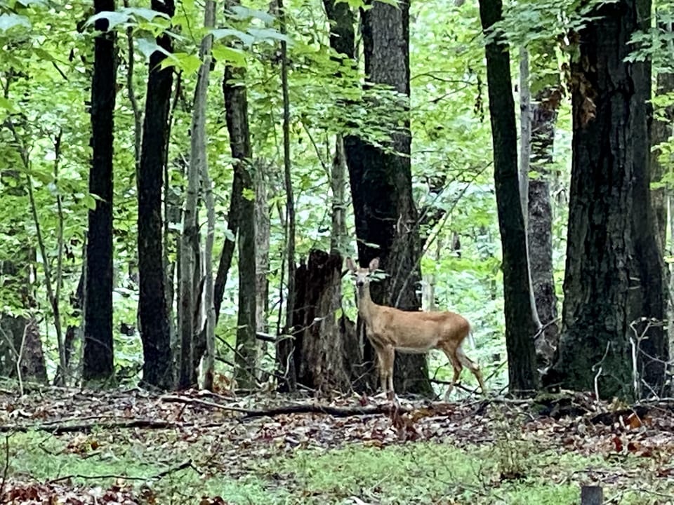 Plenty of deer sightings