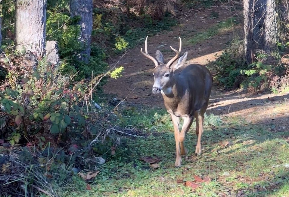 Wildlife sightings are common in this peaceful forest setting