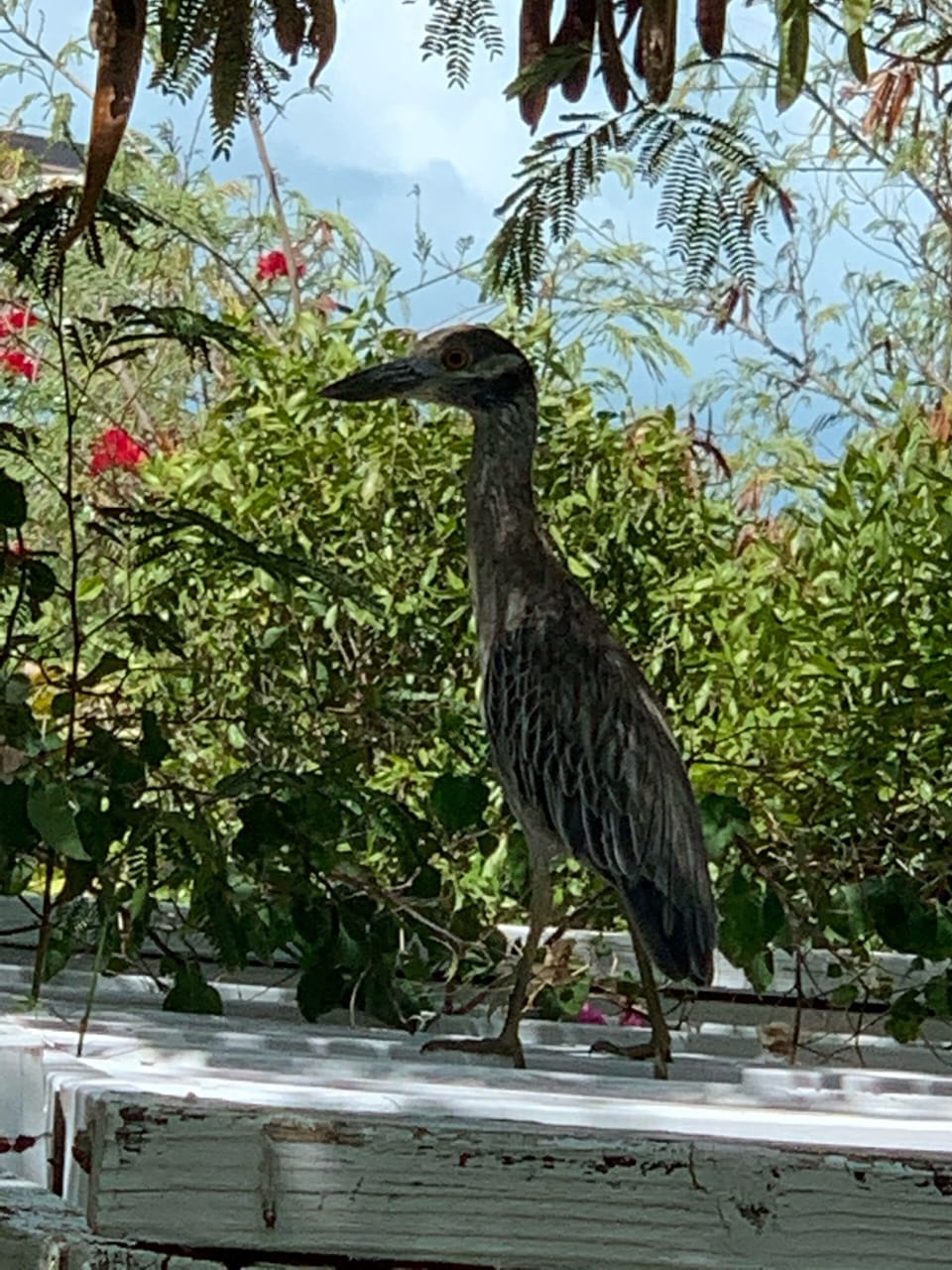 Local wildlife might visit to say hello.