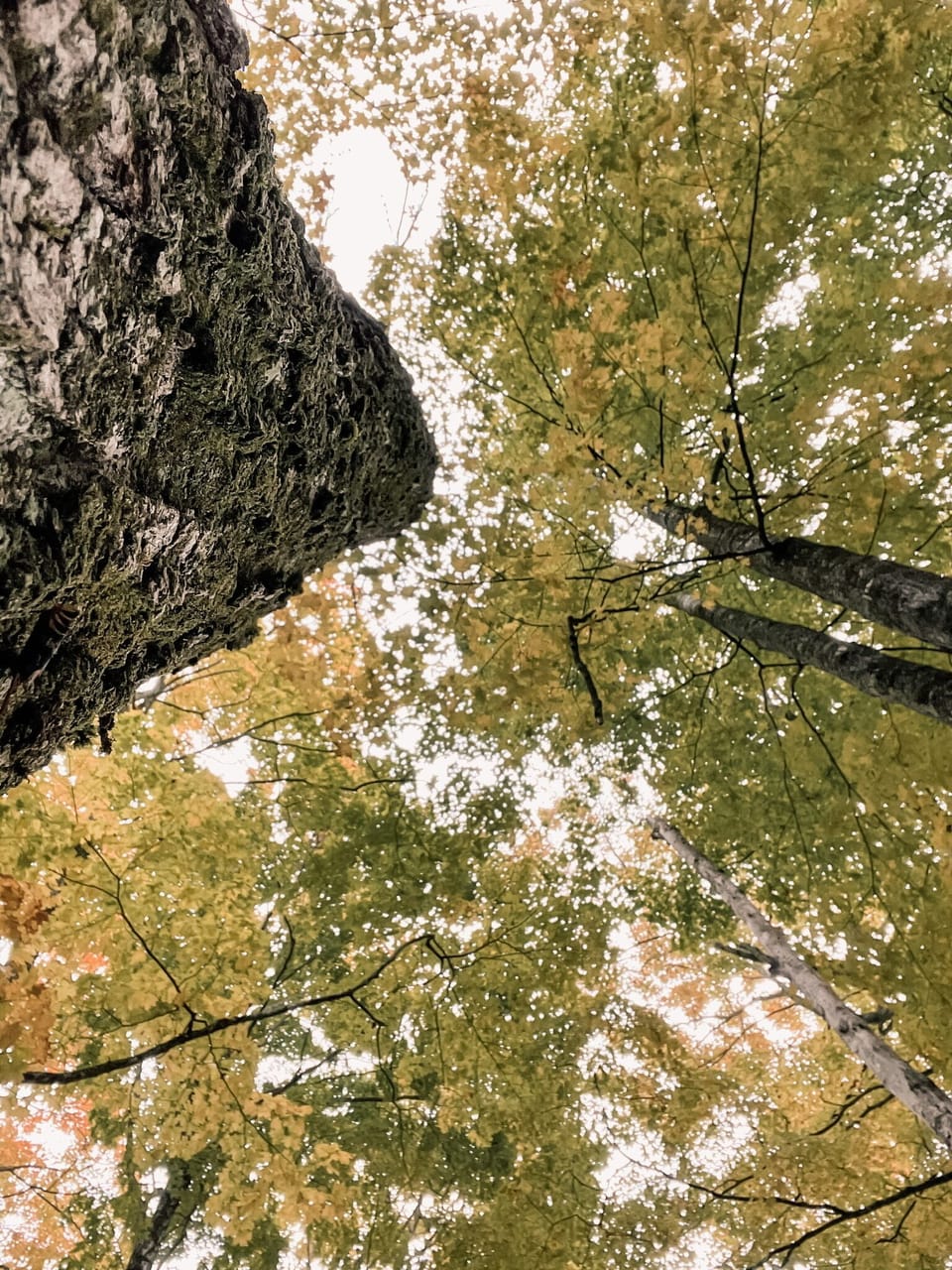 Beautiful wooded lot