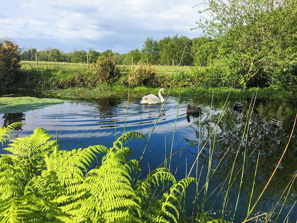 Garden and grounds | Bumblebee Cottage - Ballavolley Cottages, Ballaugh