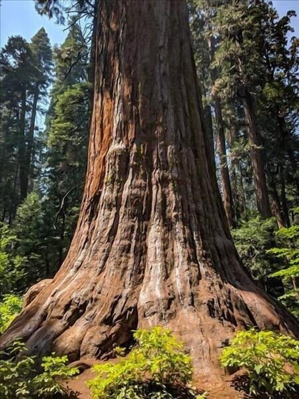 Big Trees State Park