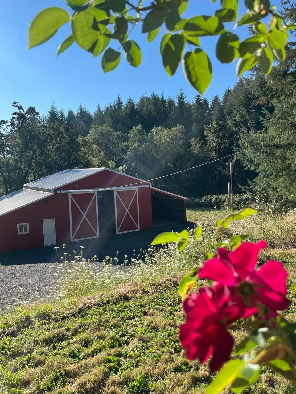View of barn from house 