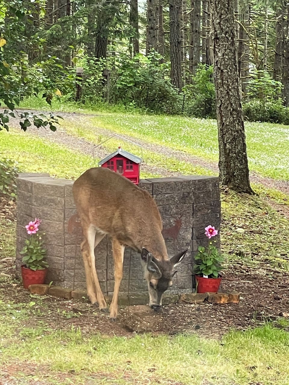 If you park on the side of the house, you’ll have a clear view of the wildlife🦌
