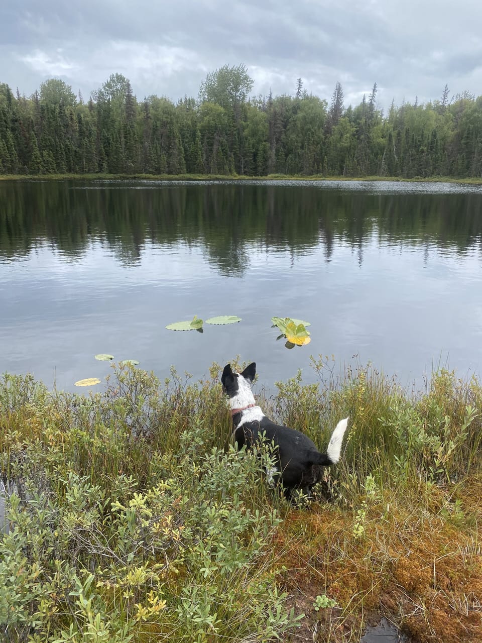 A peaceful secluded pond is 80 yards away down a private path. 