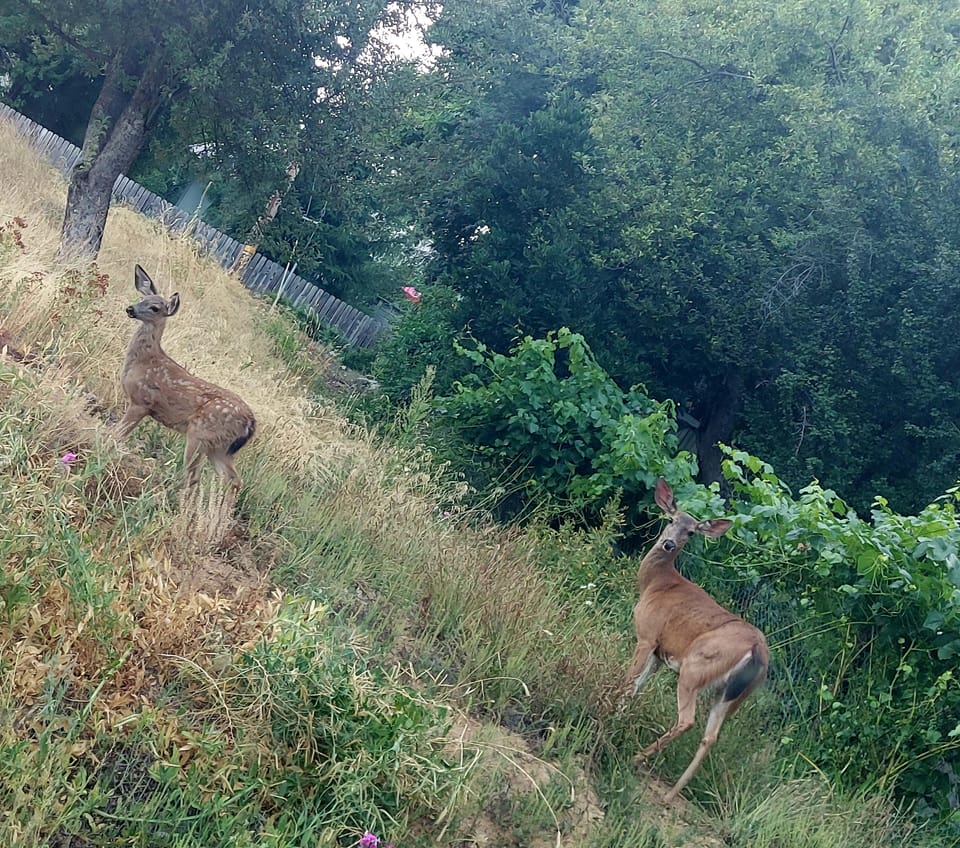 Visitors in the neighborhood
