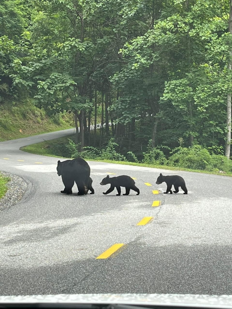 Local Wildlife 🐻