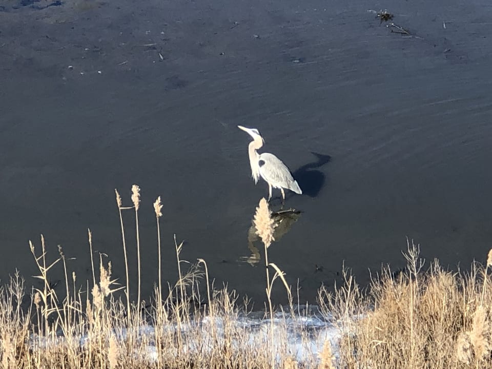 Blue Herons.