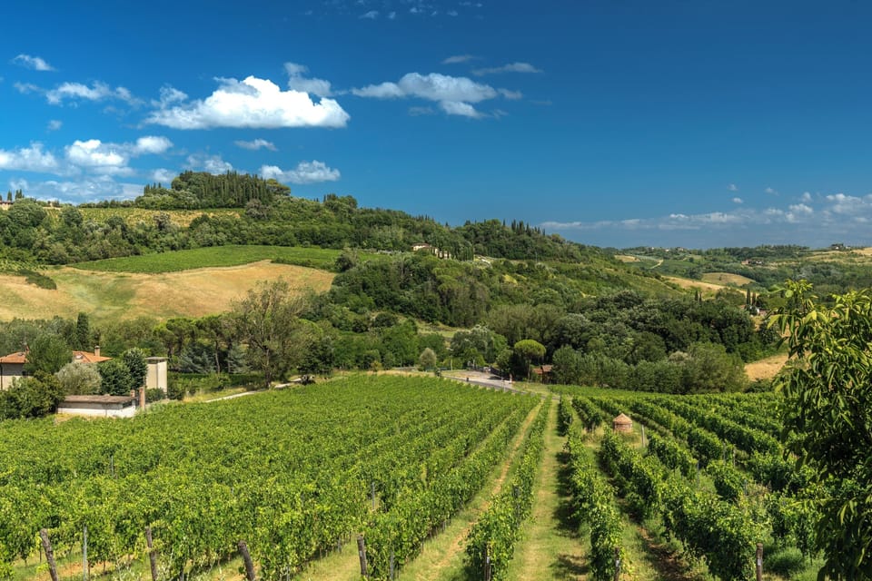Vineyard view