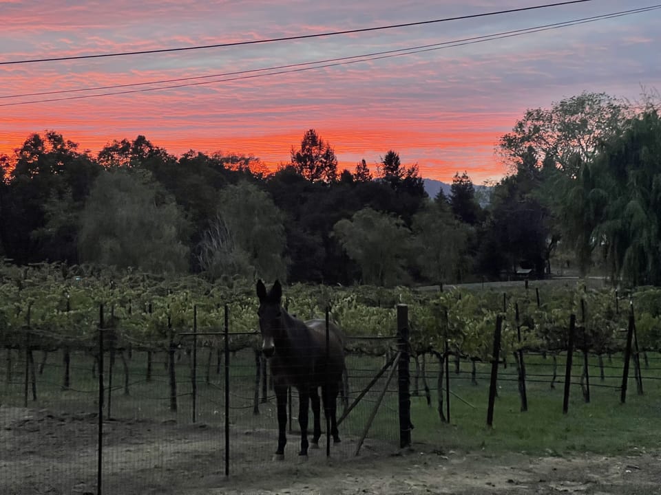 Miss Pickles, sunset and front Vineyard views