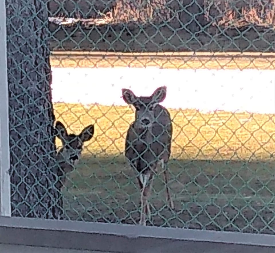 Curious wildlife.