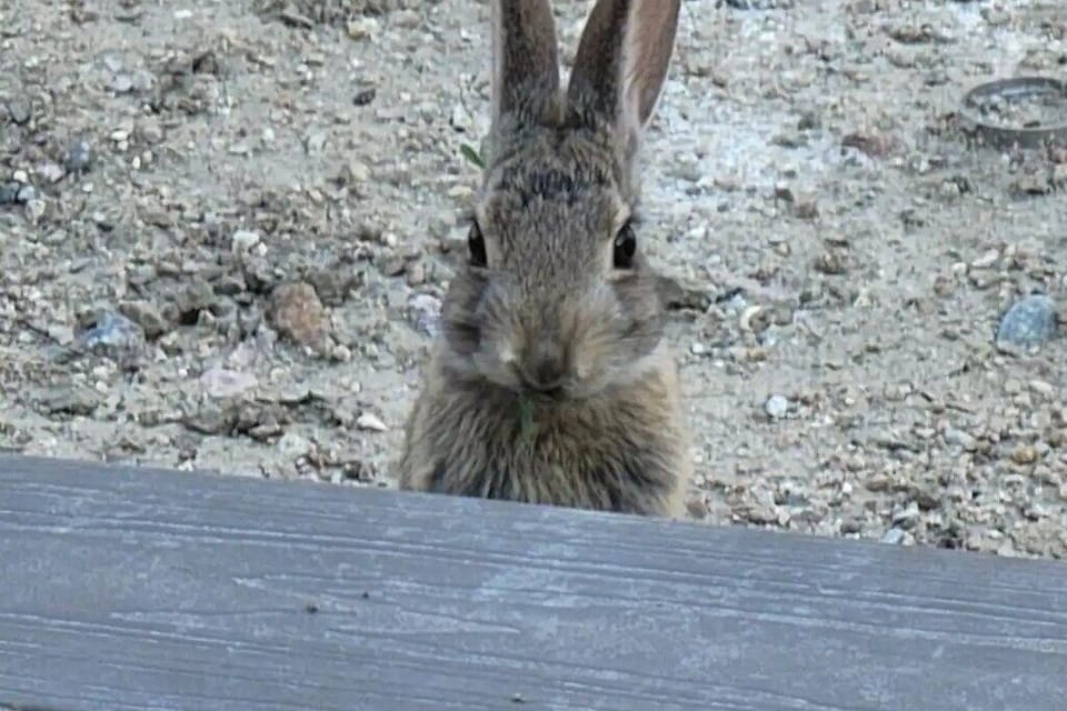 Picture of one of the wild bunnies that live under the shed in the backyard.