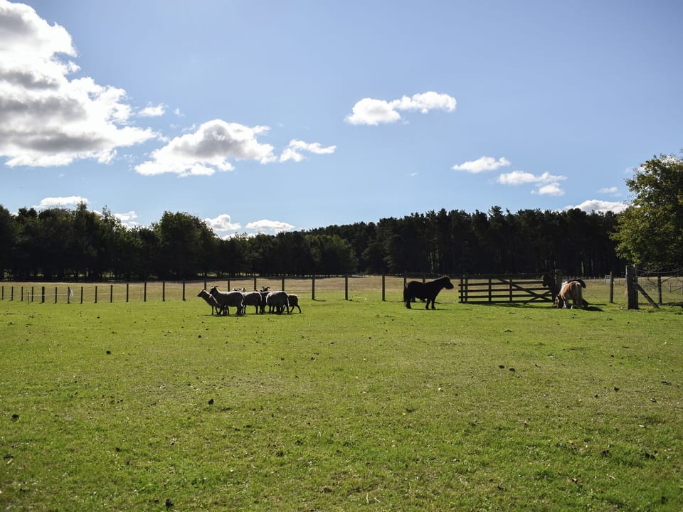 Surrounding area | The Roondie, Cupar