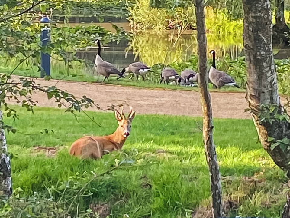 Surrounding area | Deer Glade Lodge, Landford, near New Forest