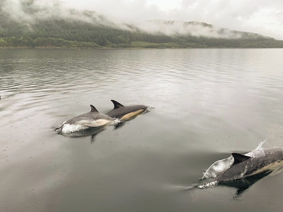 Dolpins swimming on Loch Sunart taken from the shore | An t&rsquo;Abhall, Acharacle