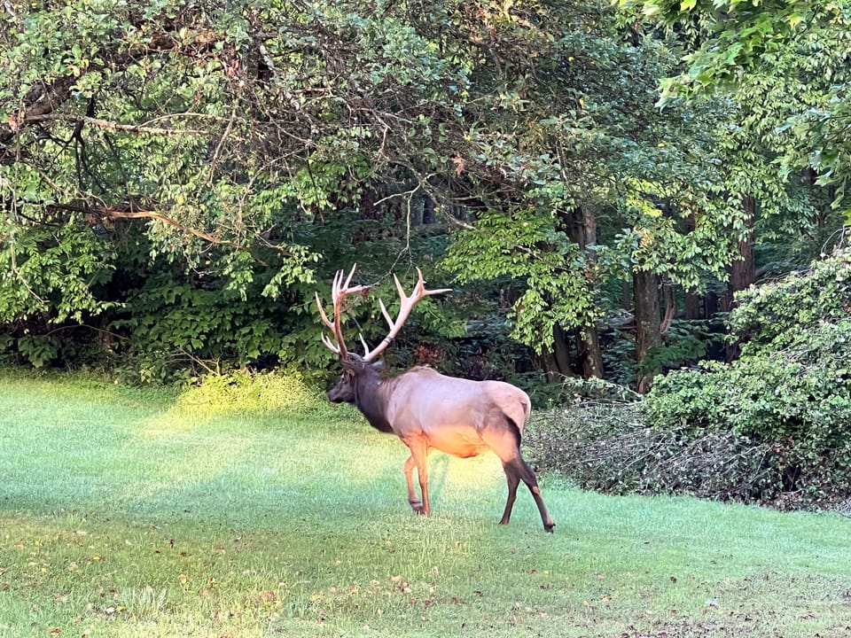 Nice bull in the side yard.