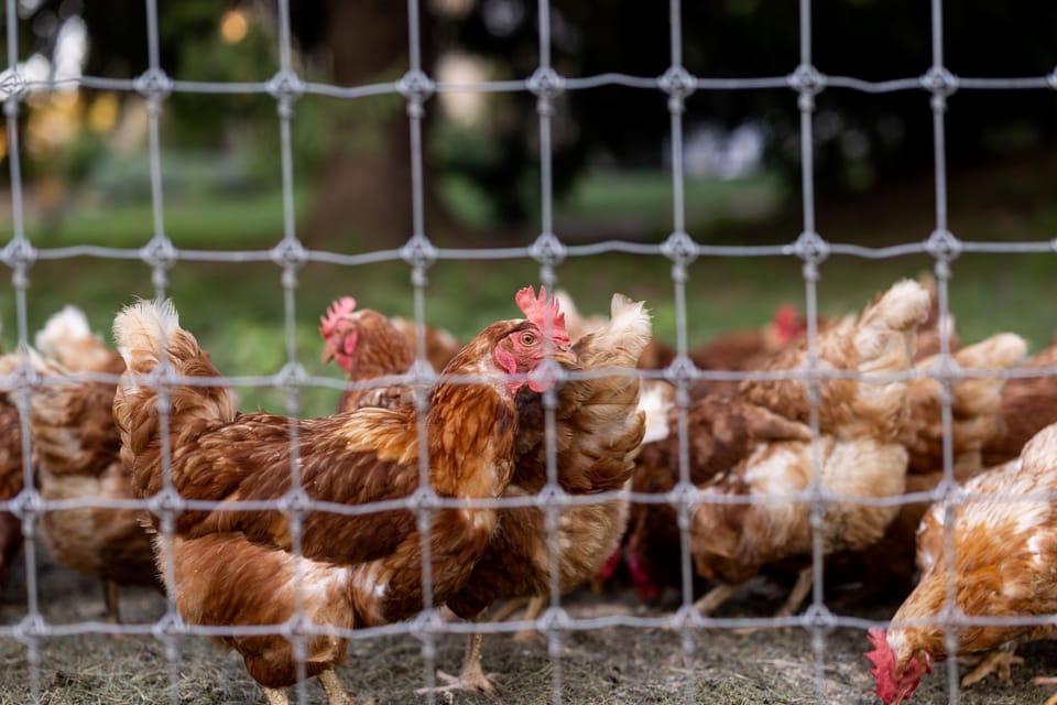 Chickens In Meadow Visible From Kitchen Window.