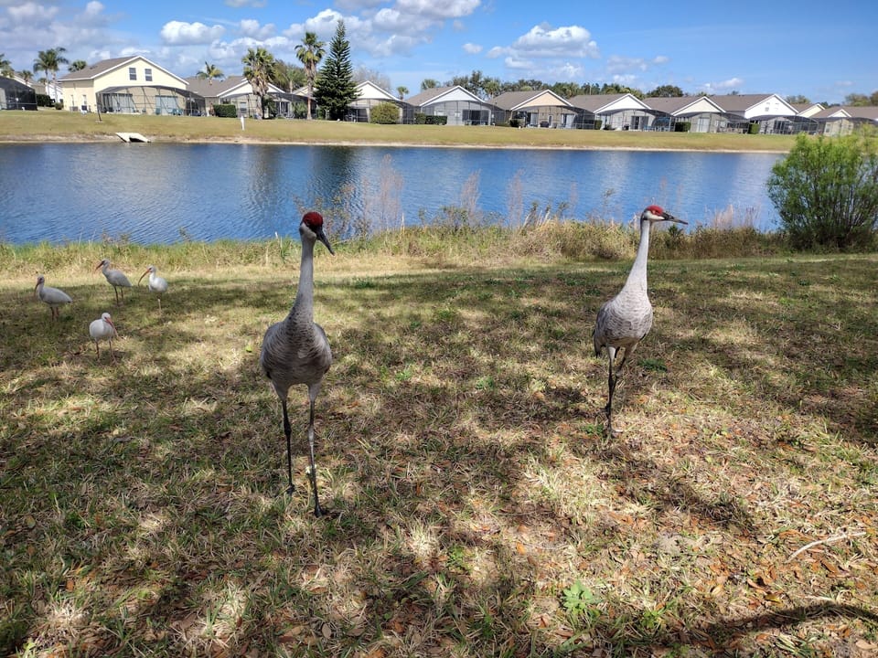 Wildlife up close and personal right from the yard!