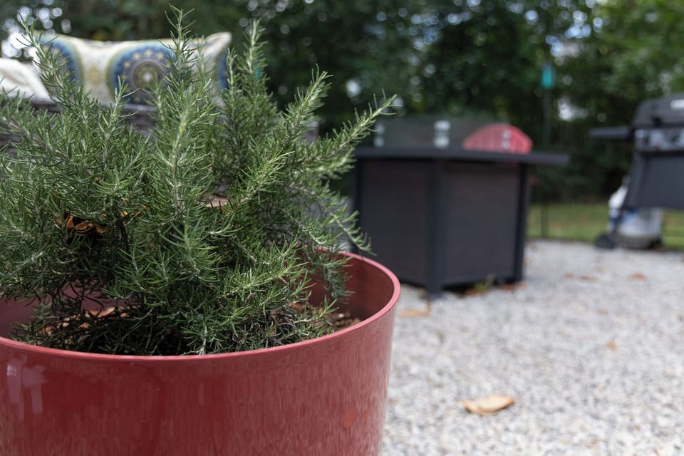 Feel free to go out back and clip some fresh culinary rosemary.