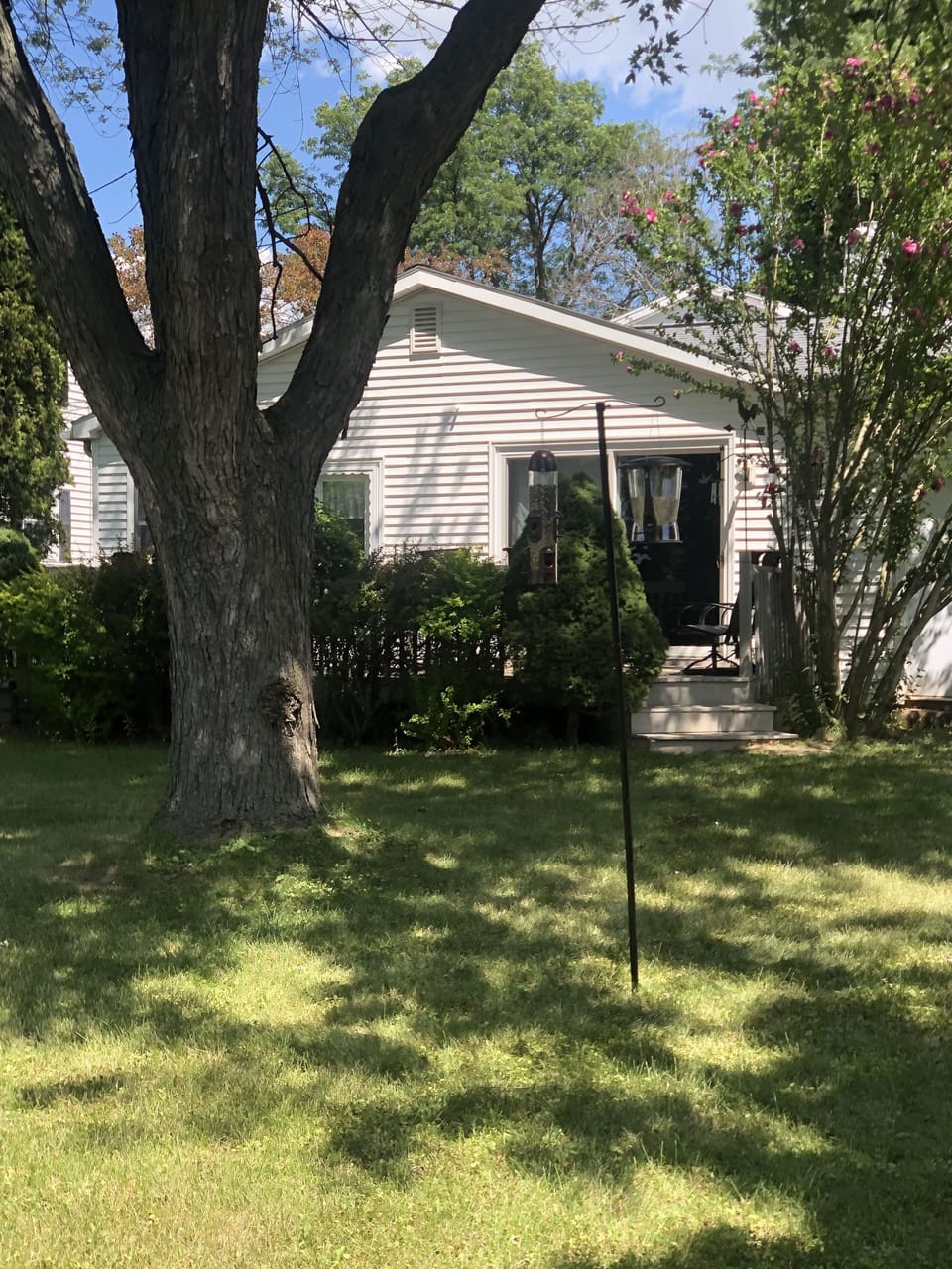 Back yard