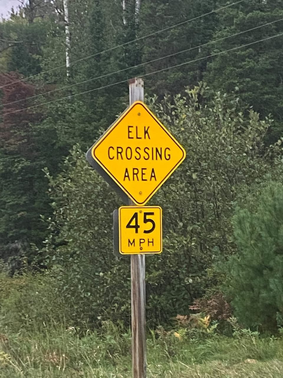 Just down the road is the Clam Lake Elk Herd.