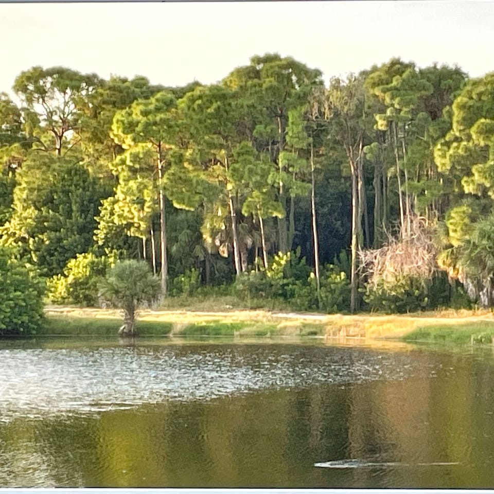 Peaceful pond views of Florida wildlife 