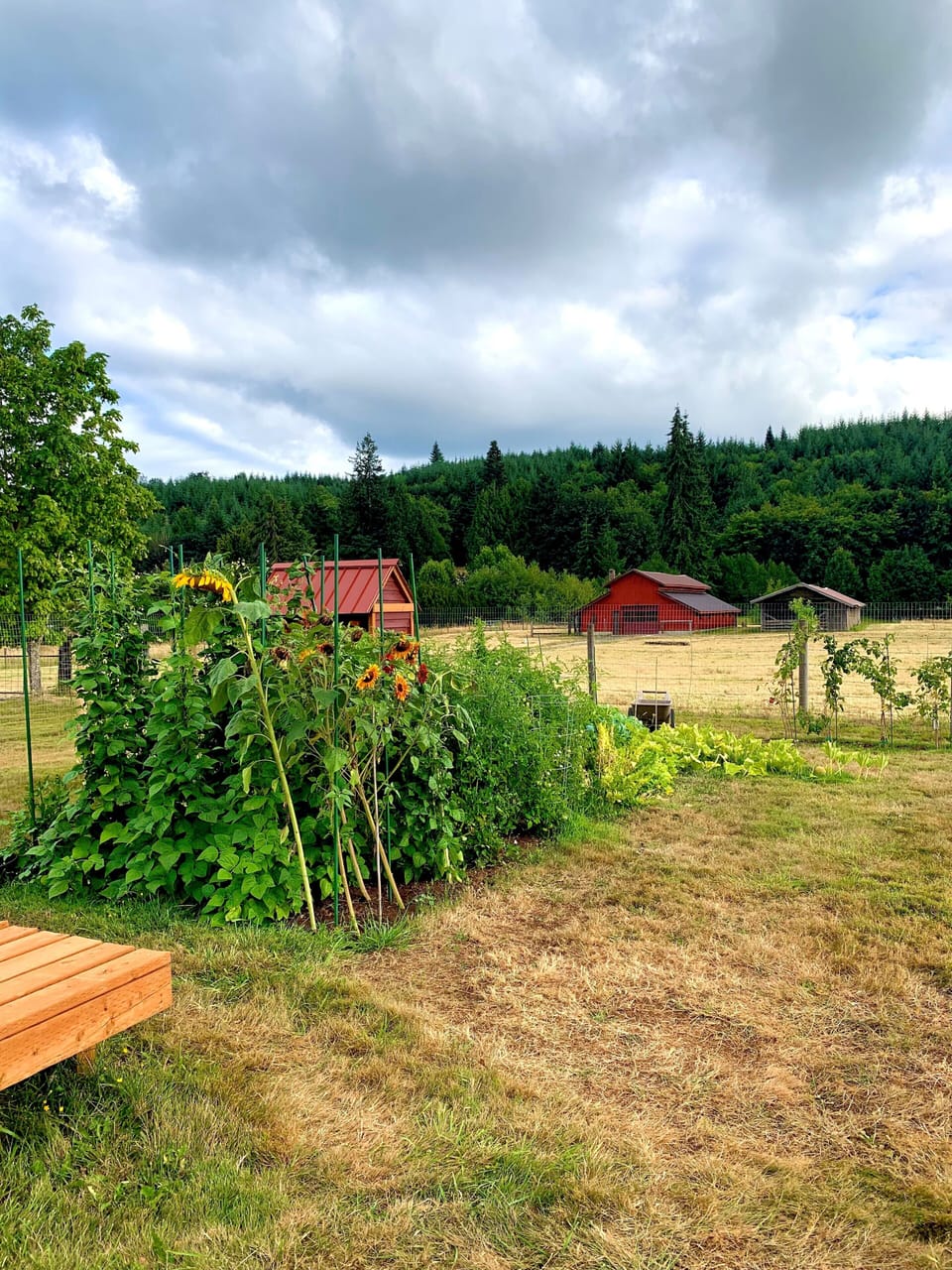 garden