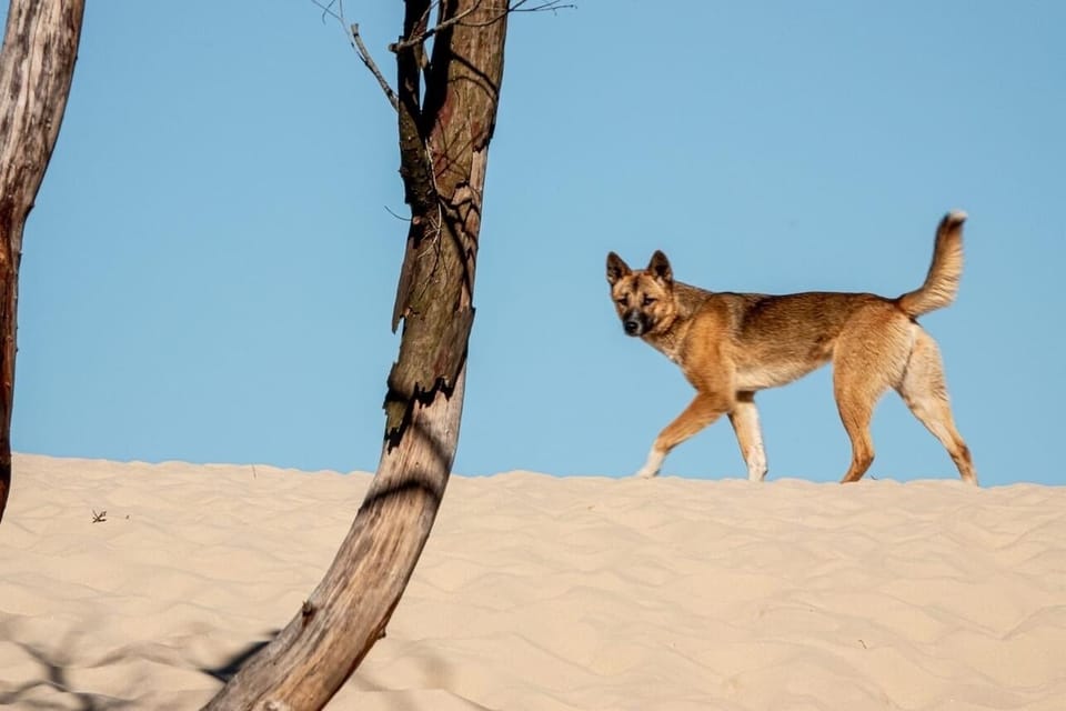 Local Dingo