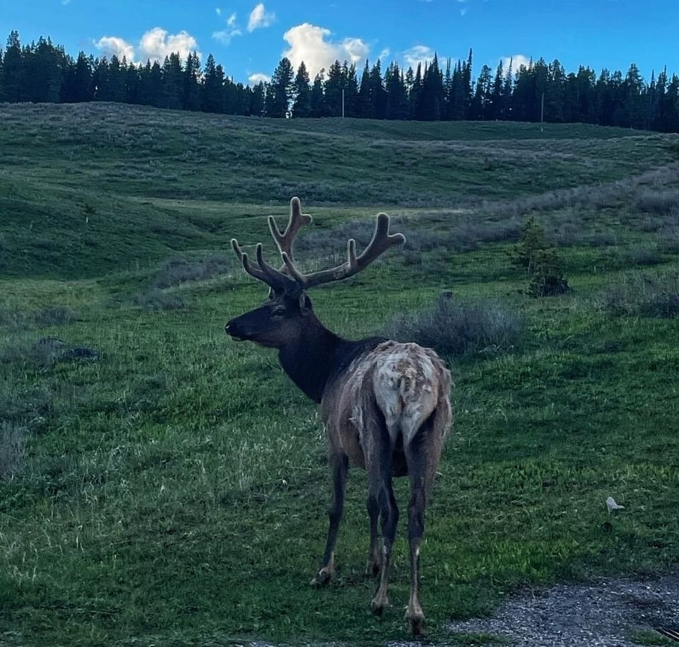 Elk are native to Montana and Yellowstone National Park.