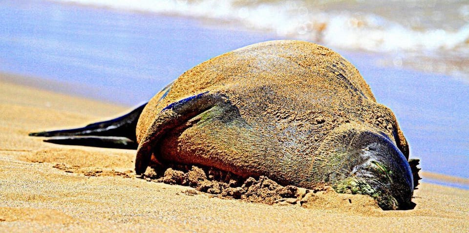 An endangered Hawaiian monk seal napping on the beach.