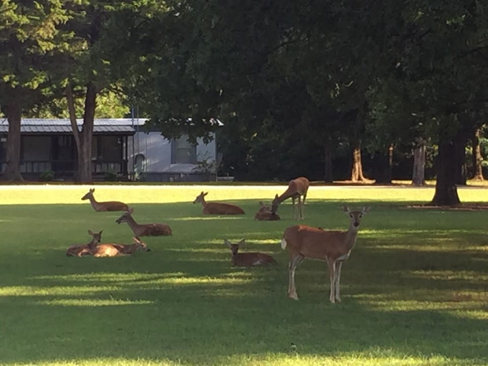 The deer are waiting on you to feed them in the evenings with supplied corn!