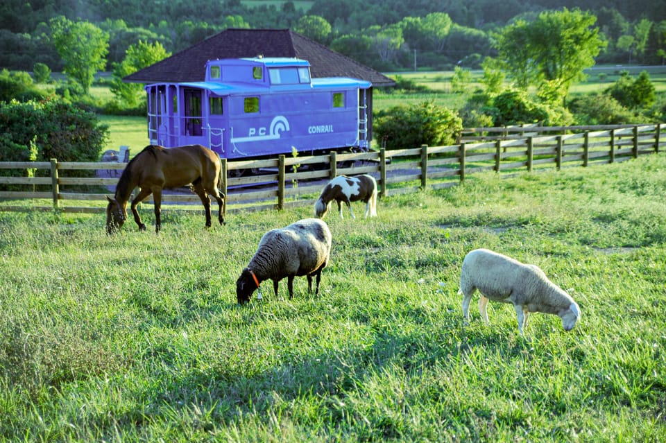 All guests agree- Their favorite thing about The Caboose is all of the farm animals everywhere!