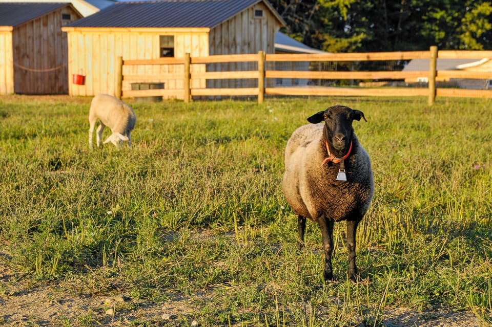 So many animals to watch during your stay!